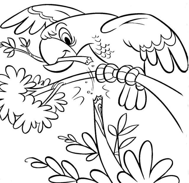 Desenhos para colorir imagens e fotos de desenhos para colorir passarinho 