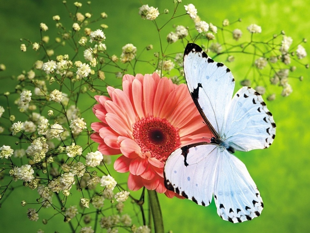 Flores e borboletas branca na natureza