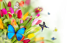 Flores e borboletas Colorido