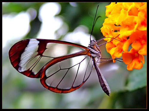 Flores e borboletas Transparente
