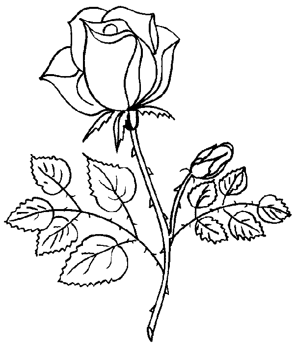 Flores faceis de desenhar com Espinhos