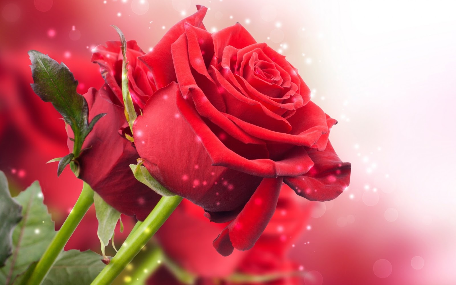 Flores rosa Vermelha