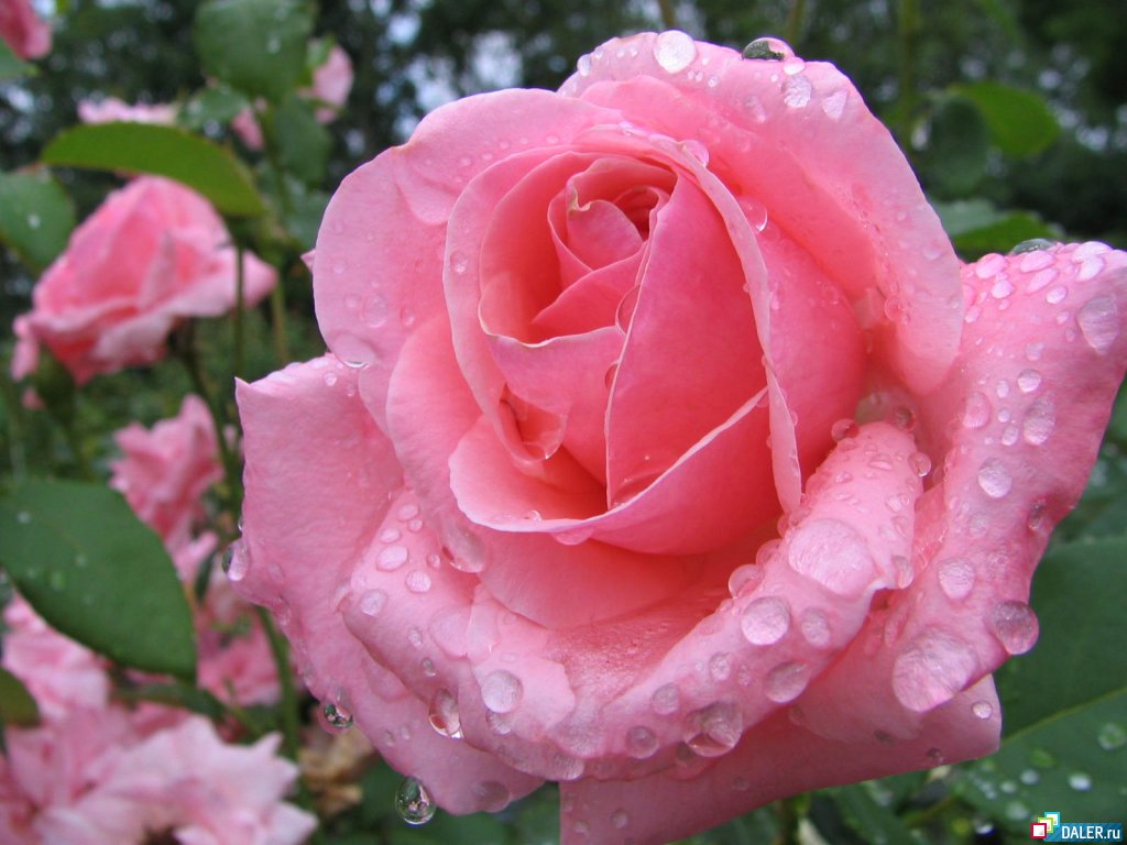 Flores rosas gotas de água