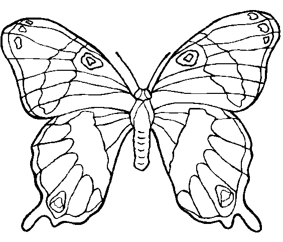 Imagens de desenhos para pintar borboleta