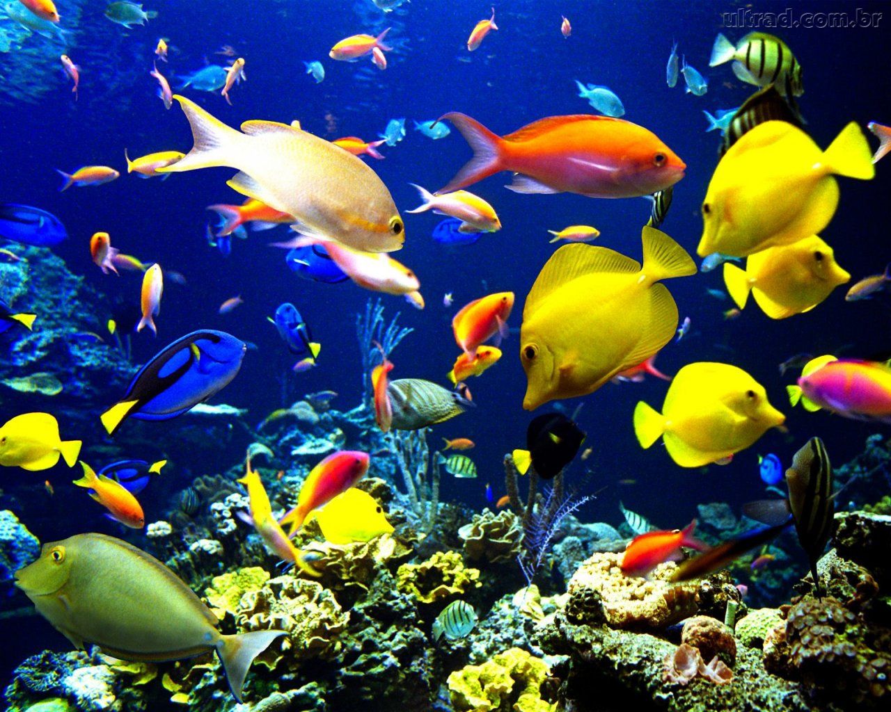 Papel de parede peixes coloridos 